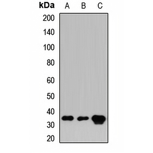 CRKL Rabbit Polyclonal Antibody