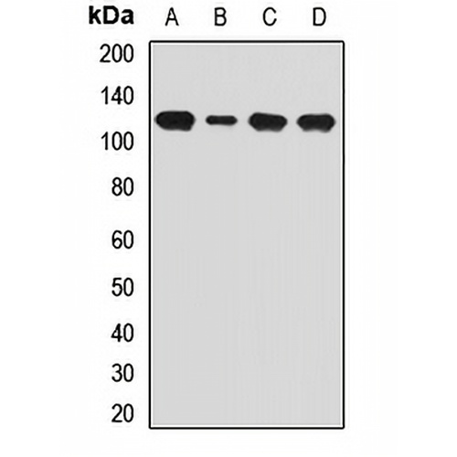 Dynamin 2 Rabbit Polyclonal Antibody