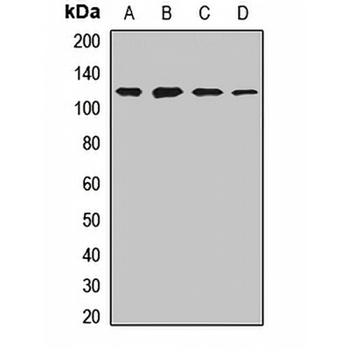 NEDD4 Rabbit Polyclonal Antibody