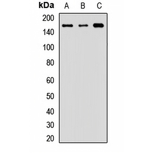 ZO2 Rabbit Polyclonal Antibody