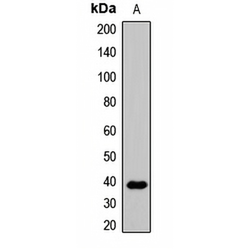 WNT3A Rabbit Polyclonal Antibody