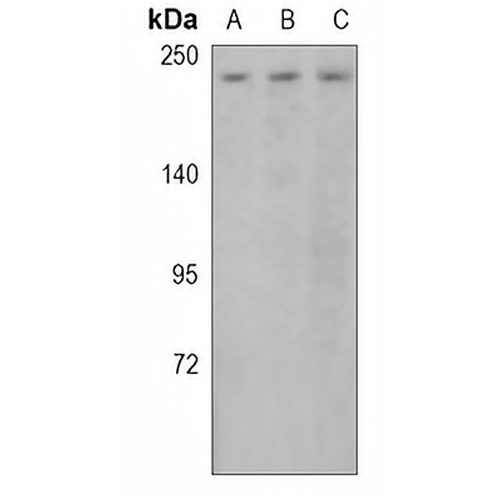 ZO1 Rabbit Polyclonal Antibody