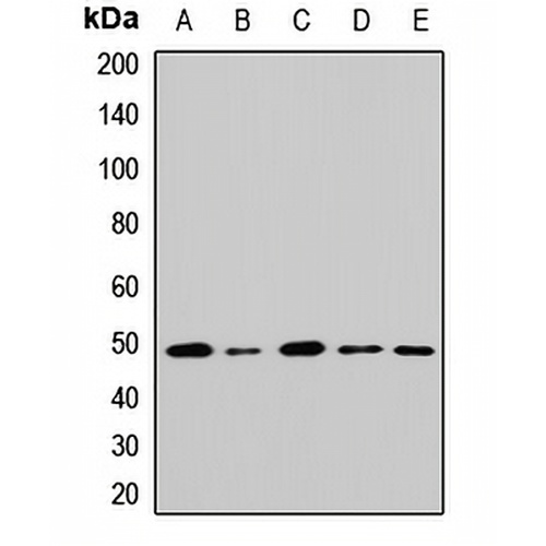 GATA2 Rabbit Polyclonal Antibody