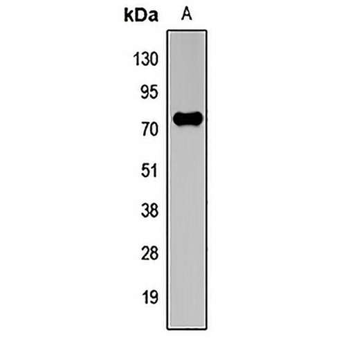 cIAP2 Rabbit Polyclonal Antibody