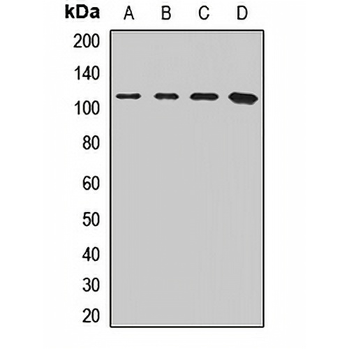 SFPQ Rabbit Polyclonal Antibody