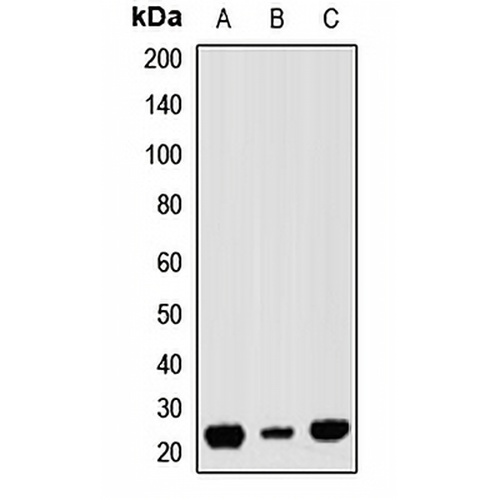 RAP1A Rabbit Polyclonal Antibody