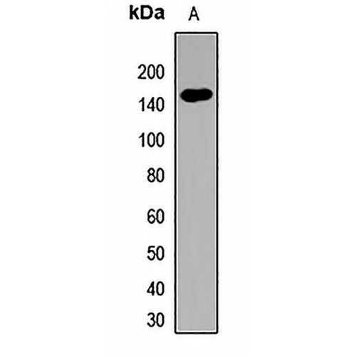 TLR7 Rabbit Polyclonal Antibody