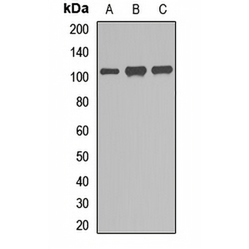 GEN1 Rabbit Polyclonal Antibody