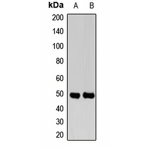 NGRH2 Rabbit Polyclonal Antibody