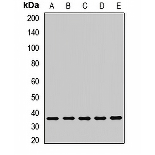 LRRC59 Rabbit Polyclonal Antibody