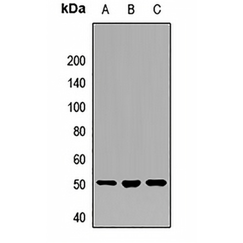RBM22 Rabbit Polyclonal Antibody