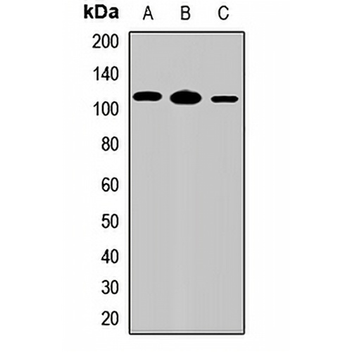 IL-17RD Rabbit Polyclonal Antibody