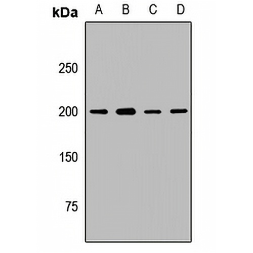 UBE2O Rabbit Polyclonal Antibody
