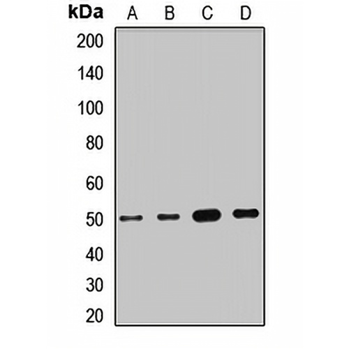 SUCLA2 Rabbit Polyclonal Antibody