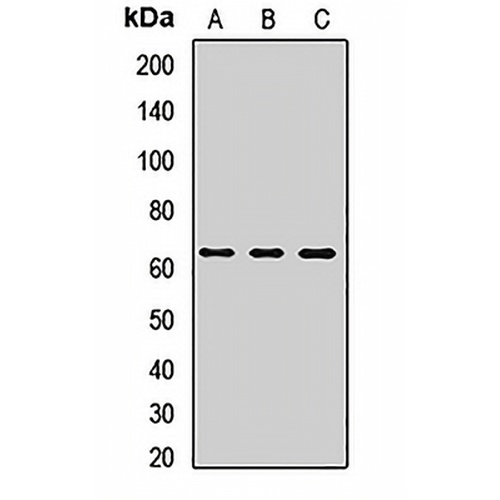 ZC3H15 Rabbit Polyclonal Antibody