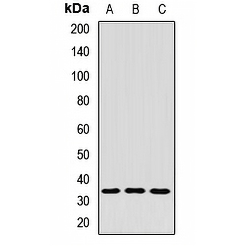 COPE Rabbit Polyclonal Antibody