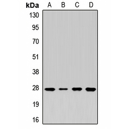 Syntaxin 8 Rabbit Polyclonal Antibody