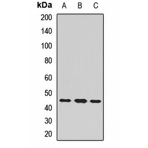 CHRNE Rabbit Polyclonal Antibody