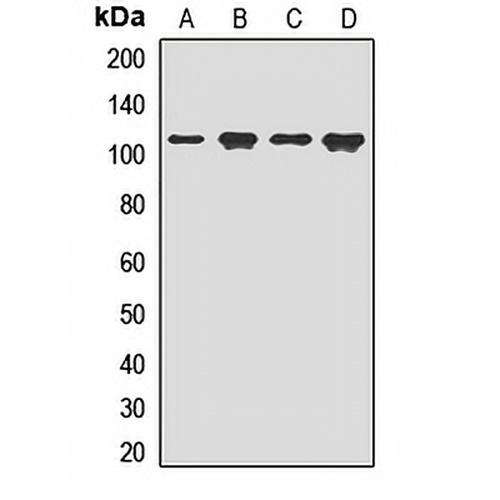 CD167b Rabbit Polyclonal Antibody