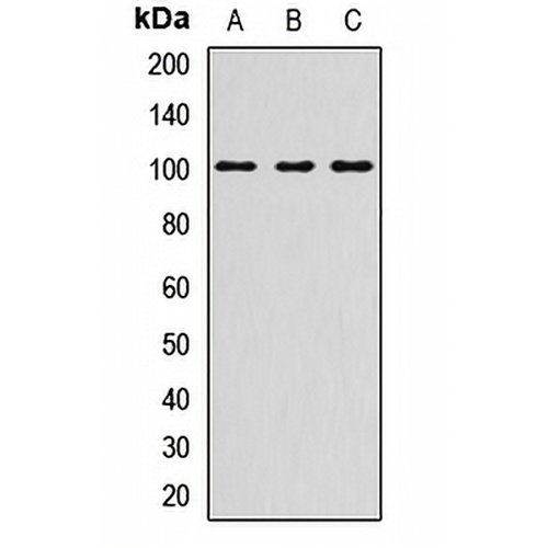 Desmocollin 1 Rabbit Polyclonal Antibody