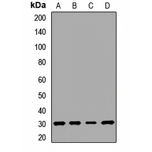 SCN1B Rabbit Polyclonal Antibody