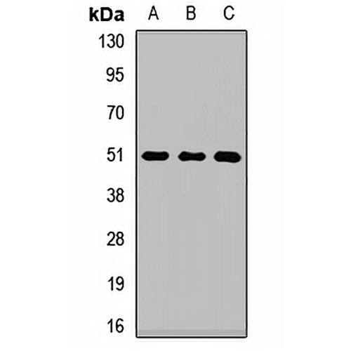 MAFB Rabbit Polyclonal Antibody