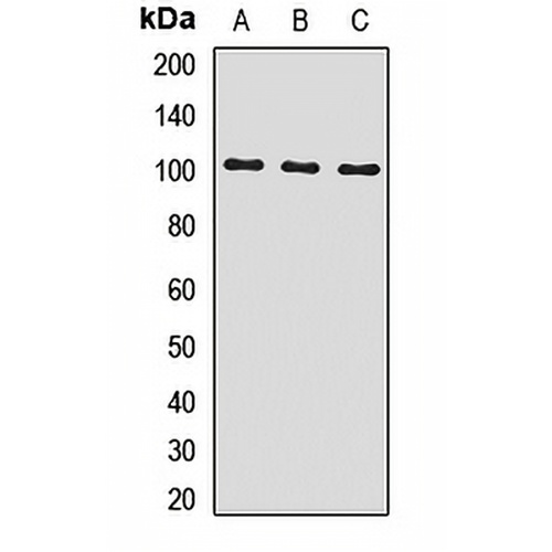 INSRR Rabbit Polyclonal Antibody