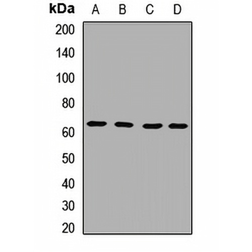 IL-1RL2 Rabbit Polyclonal Antibody