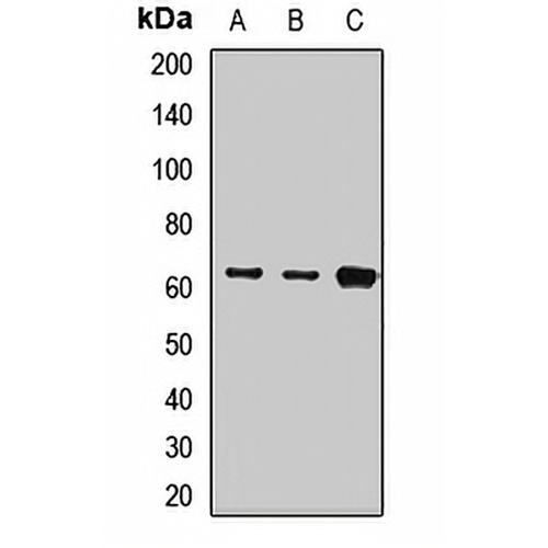 Cytokeratin 9 Rabbit Polyclonal Antibody