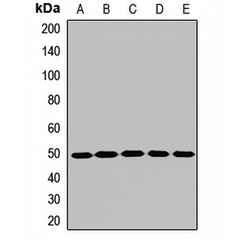 AP1-mu-1 Rabbit Polyclonal Antibody
