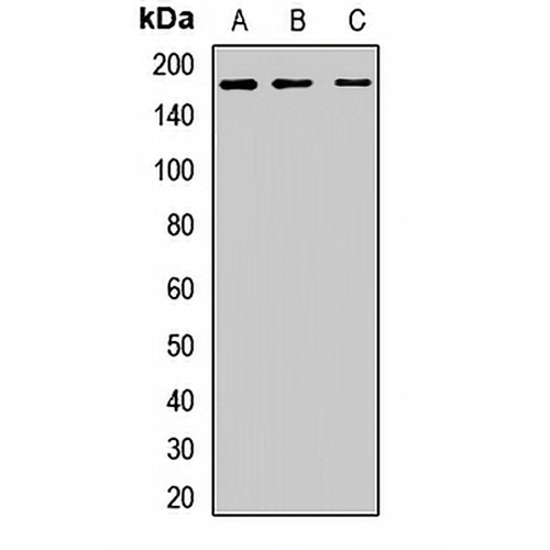 Clusterin Rabbit Polyclonal Antibody