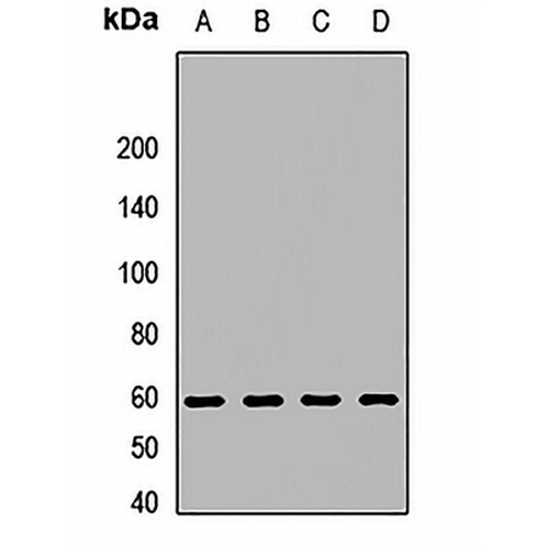 Syncytin-2 Rabbit Polyclonal Antibody