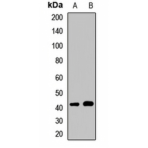 FKRP Rabbit Polyclonal Antibody