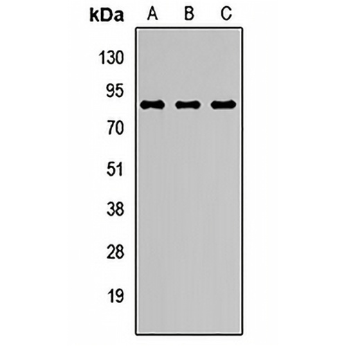 N-SMase2 Rabbit Polyclonal Antibody
