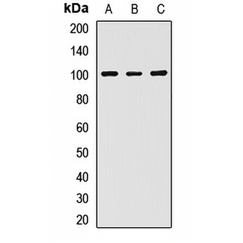 Desmocollin 2 Rabbit Polyclonal Antibody