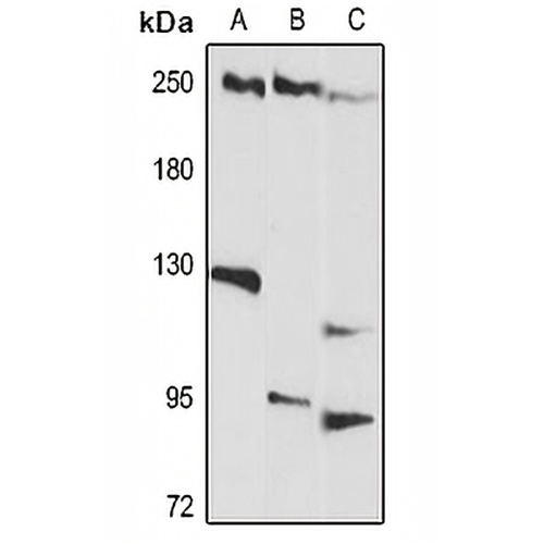 Envoplakin Rabbit Polyclonal Antibody