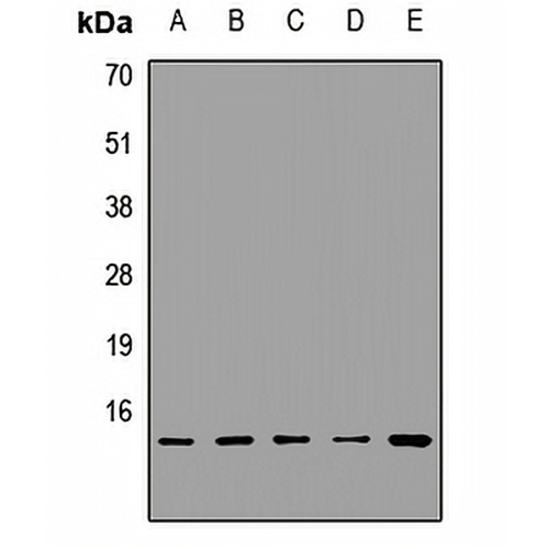HINT1 Rabbit Polyclonal Antibody