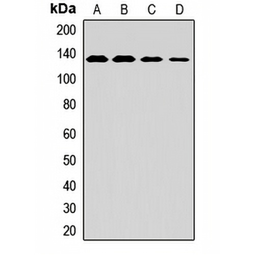 MAN2A1 Rabbit Polyclonal Antibody