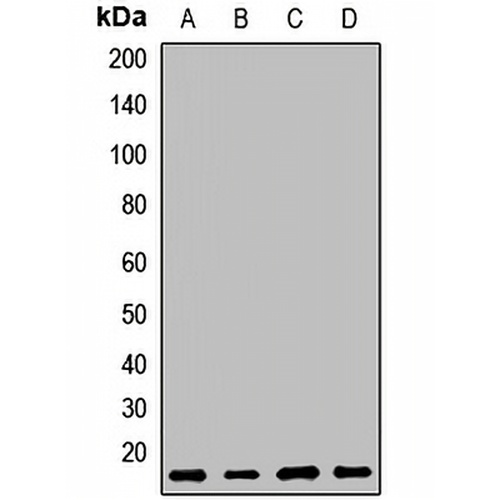 MAGP1 Rabbit Polyclonal Antibody