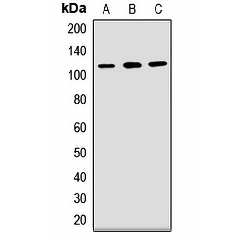 PCDH1 Rabbit Polyclonal Antibody