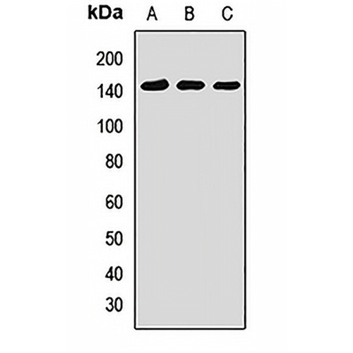 SNF2L Rabbit Polyclonal Antibody