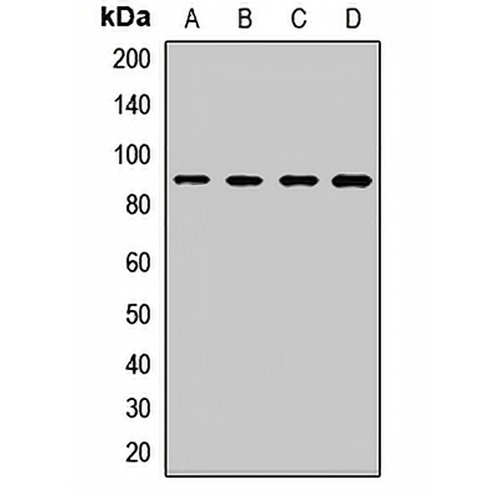 SPG7 Rabbit Polyclonal Antibody