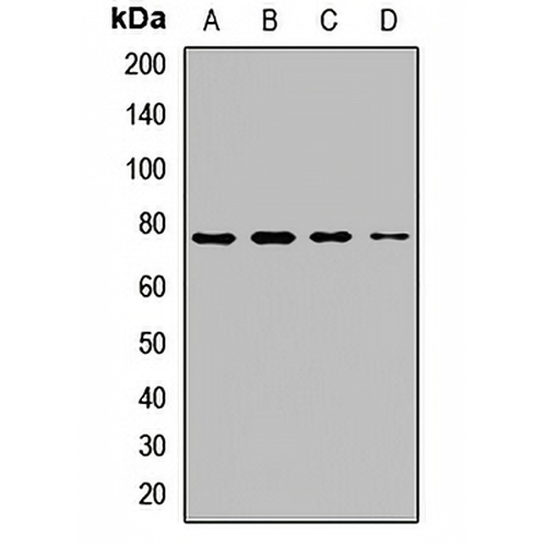 XPNPEP2 Rabbit Polyclonal Antibody