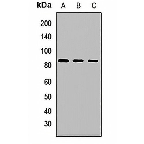 EIF2B5 Rabbit Polyclonal Antibody