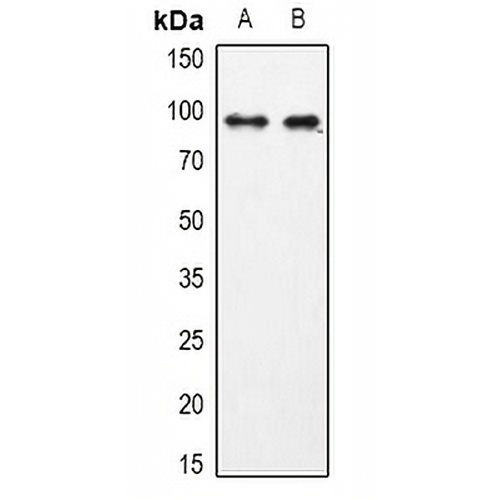 USP13 Rabbit Polyclonal Antibody