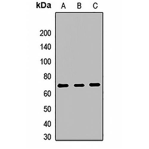 POMT1 Rabbit Polyclonal Antibody