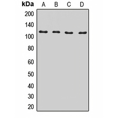 BICD2 Rabbit Polyclonal Antibody