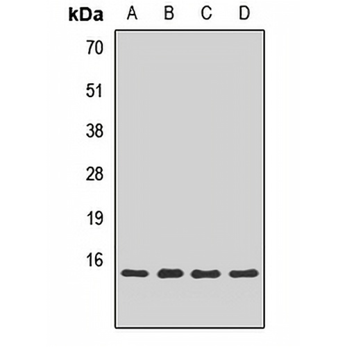Snapin Rabbit Polyclonal Antibody