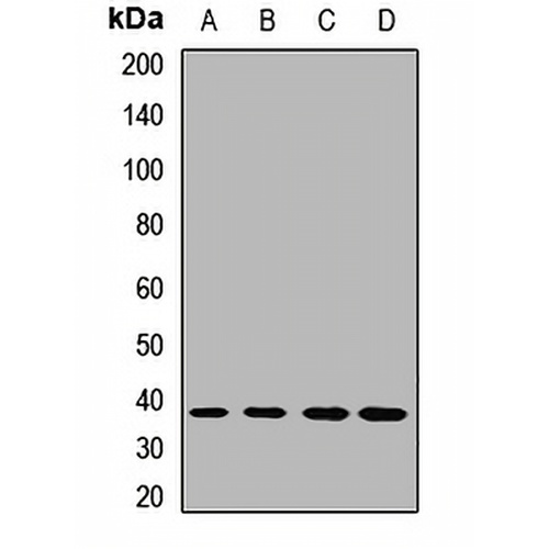 DDAH1 Rabbit Polyclonal Antibody