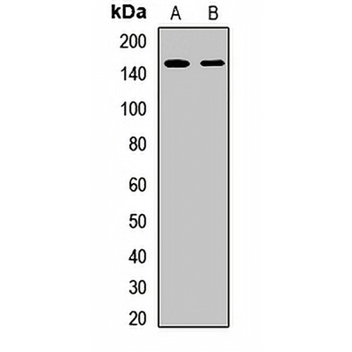 LRIG1 Rabbit Polyclonal Antibody